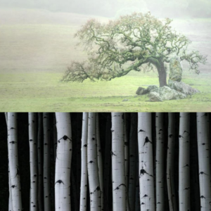 Photo of oak tree on green grass and black and white photo of aspen trunks