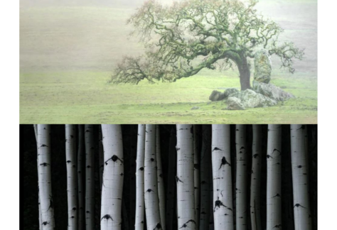 Photo of oak tree on green grass and black and white photo of aspen trunks