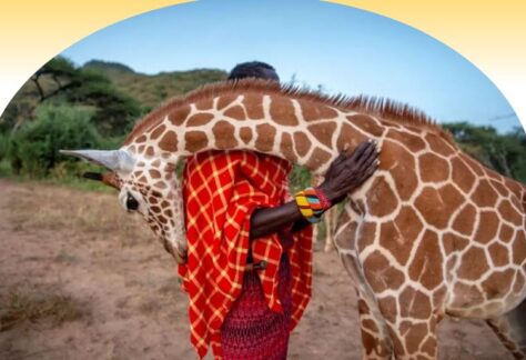 Photo of someone in a red garment hugging a giraffe for ACES